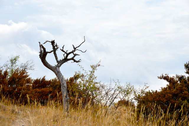 Blandas, Cirque de Navacelles, France (30-08-2017)
